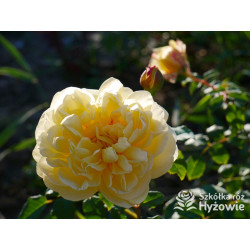 The Poet's Wife™ (Auswhirl) - David Austin® Róże Angielskie - 