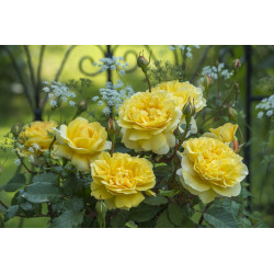 The Poet's Wife™ (Auswhirl) - David Austin® Róże Angielskie - 