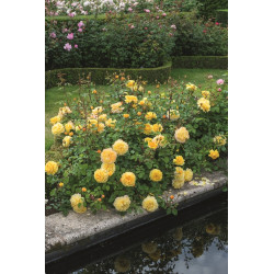 The Poet's Wife™ (Auswhirl) - David Austin® Róże Angielskie - 