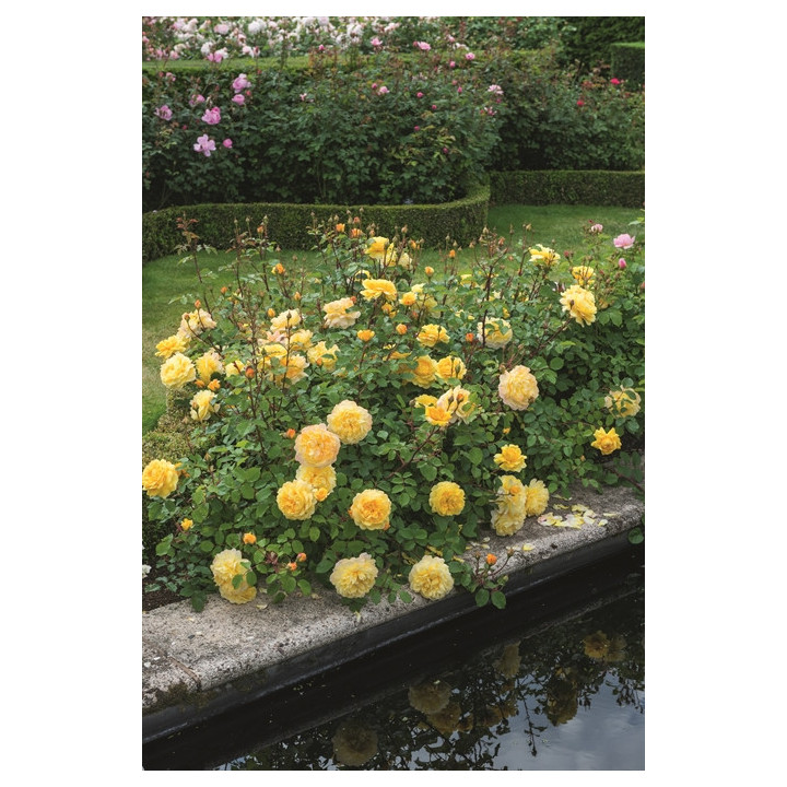 The Poet's Wife™ (Auswhirl) - David Austin® Róże Angielskie - 