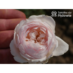 Desdemona™ (Auskindling) - David Austin® Róże Angielskie -  Desdemona™ (Auskindling) - David Austin® Róże Angielskie -