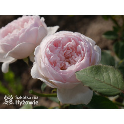 Desdemona™ (Auskindling) - David Austin® Róże Angielskie -  Desdemona™ (Auskindling) - David Austin® Róże Angielskie -