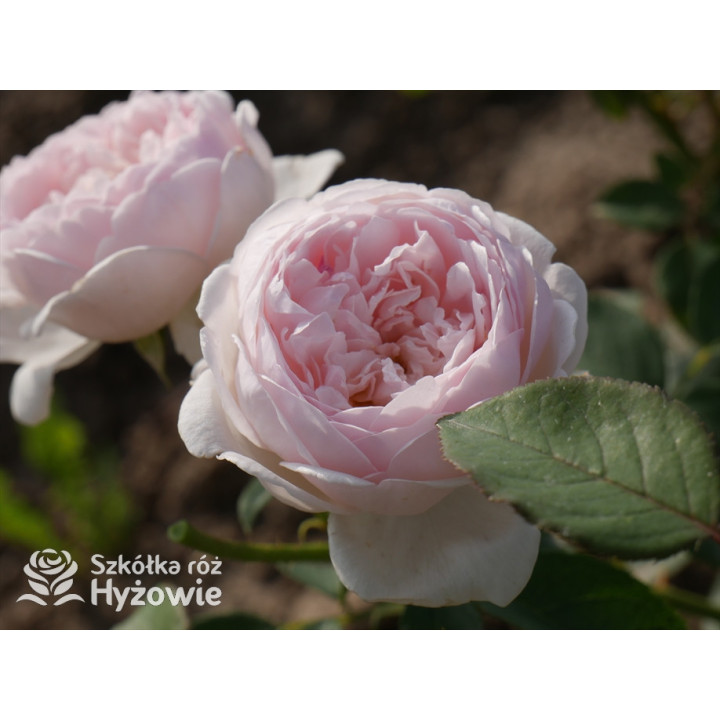 Desdemona™ (Auskindling) - David Austin® Róże Angielskie -  Desdemona™ (Auskindling) - David Austin® Róże Angielskie -