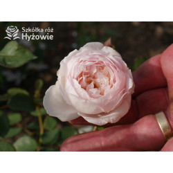 Desdemona™ (Auskindling) - David Austin® Róże Angielskie -  Desdemona™ (Auskindling) - David Austin® Róże Angielskie -