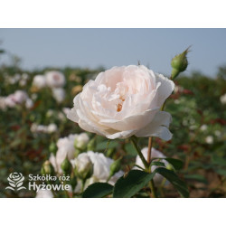 Desdemona™ (Auskindling) - David Austin® Róże Angielskie -  Desdemona™ (Auskindling) - David Austin® Róże Angielskie -