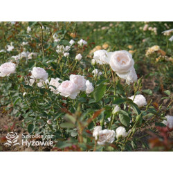 Desdemona™ (Auskindling) - David Austin® Róże Angielskie -  Desdemona™ (Auskindling) - David Austin® Róże Angielskie -