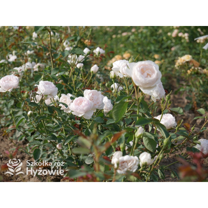 Desdemona™ (Auskindling) - David Austin® Róże Angielskie -  Desdemona™ (Auskindling) - David Austin® Róże Angielskie -