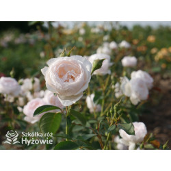 Desdemona™ (Auskindling) - David Austin® Róże Angielskie -  Desdemona™ (Auskindling) - David Austin® Róże Angielskie -