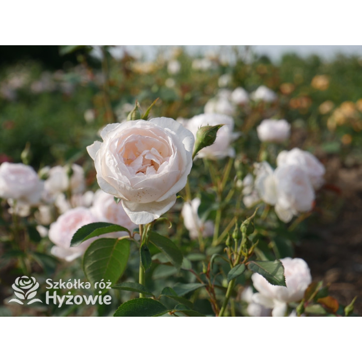 Desdemona™ (Auskindling) - David Austin® Róże Angielskie -  Desdemona™ (Auskindling) - David Austin® Róże Angielskie -