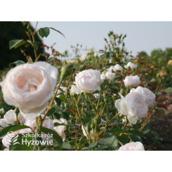 Desdemona™ (Auskindling) - David Austin® Róże Angielskie -  Desdemona™ (Auskindling) - David Austin® Róże Angielskie -