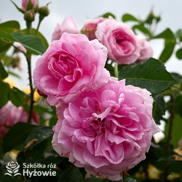 Róża angielska Gertrude Jekyll® | Szkółka Róż Hyżowie | David Austin