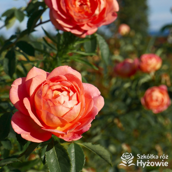 Róża angielska Lady of Shalott | Szkółka Róż Hyżowie | David Austin