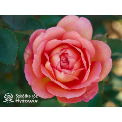 Lady of Shalott™ (Ausnyson) - David Austin® Róże Angielskie - 