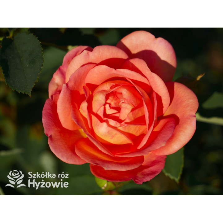 Lady of Shalott™ (Ausnyson) - David Austin® Róże Angielskie - 