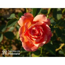 Lady of Shalott™ (Ausnyson) - David Austin® Róże Angielskie - 