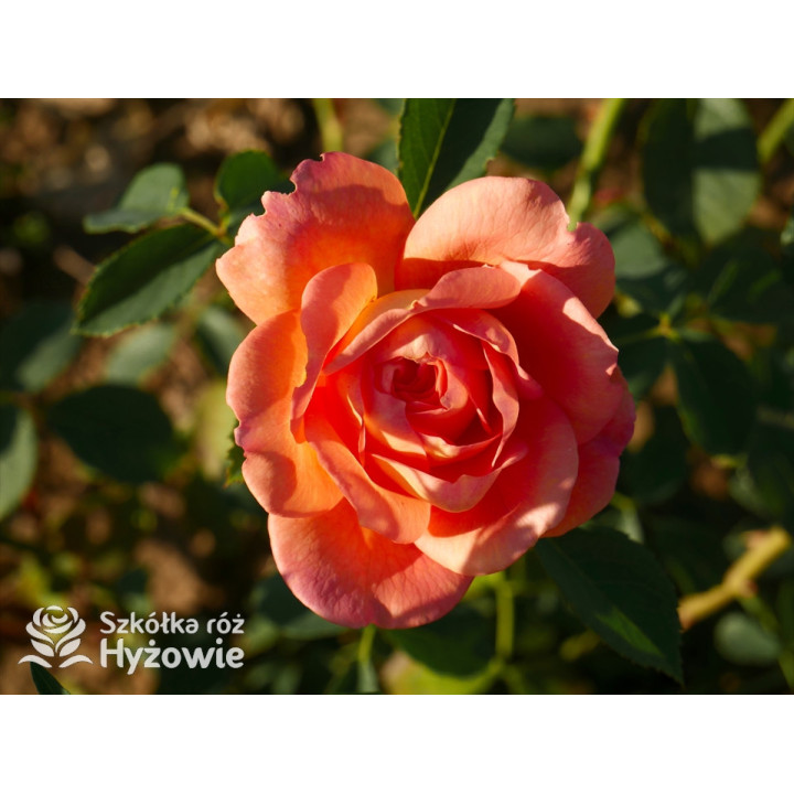 Lady of Shalott™ (Ausnyson) - David Austin® Róże Angielskie - 