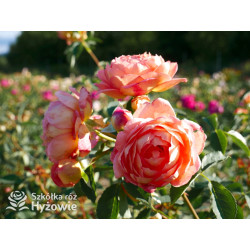 Lady of Shalott™ (Ausnyson) - David Austin® Róże Angielskie - 