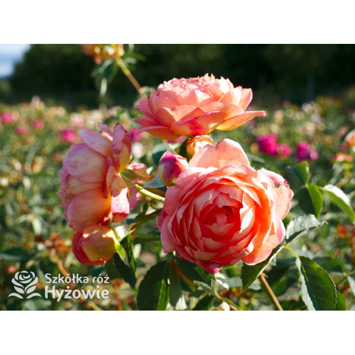 Lady of Shalott™ (Ausnyson) - David Austin® Róże Angielskie - 