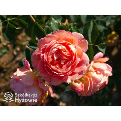 Lady of Shalott™ (Ausnyson) - David Austin® Róże Angielskie - 