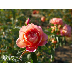 Lady of Shalott™ (Ausnyson) - David Austin® Róże Angielskie - 