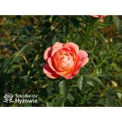 Lady of Shalott™ (Ausnyson) - David Austin® Róże Angielskie - 