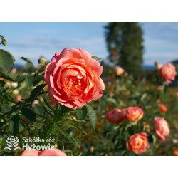 Lady of Shalott™ (Ausnyson) - David Austin® Róże Angielskie - 