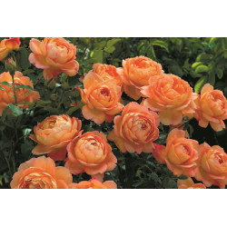 Lady of Shalott™ (Ausnyson) - David Austin® Róże Angielskie - 