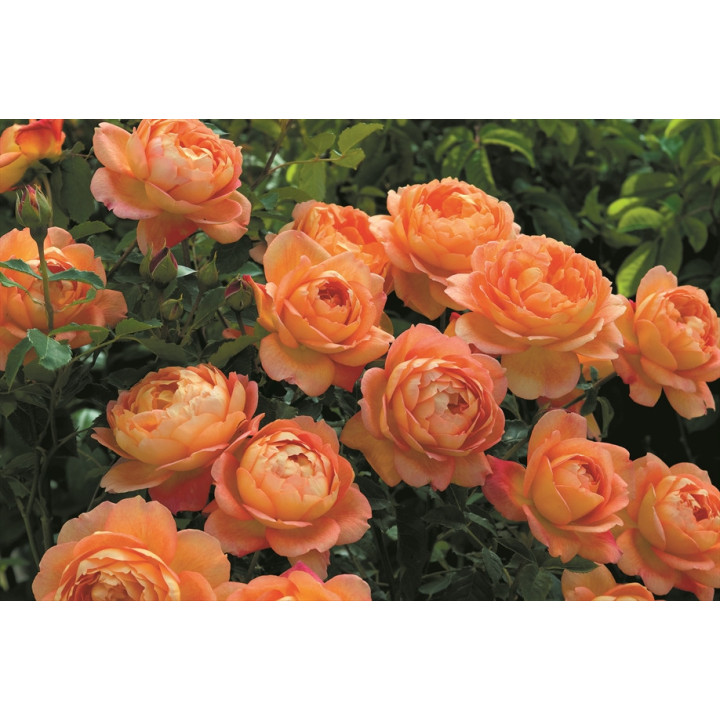 Lady of Shalott™ (Ausnyson) - David Austin® Róże Angielskie - 