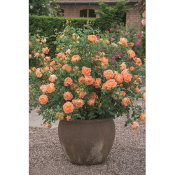 Lady of Shalott™ (Ausnyson) - David Austin® Róże Angielskie - 