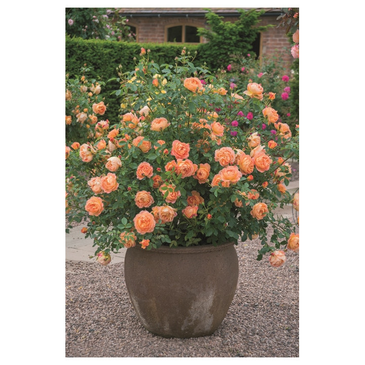 Lady of Shalott™ (Ausnyson) - David Austin® Róże Angielskie - 