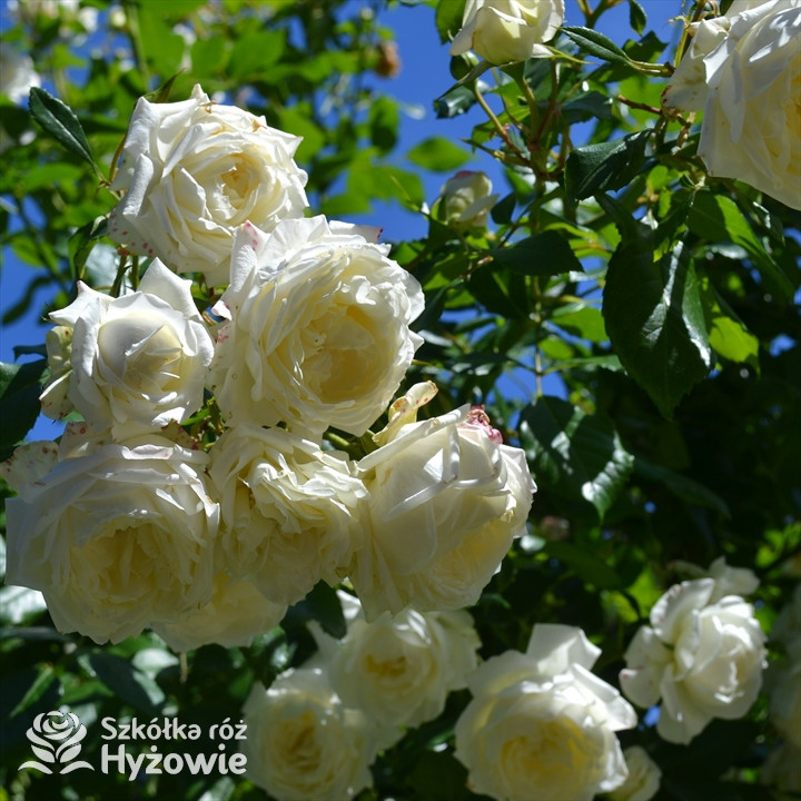 Róża pnąca biała Alaska® | Szkółka Róż Hyżowie | Kordes Rosen