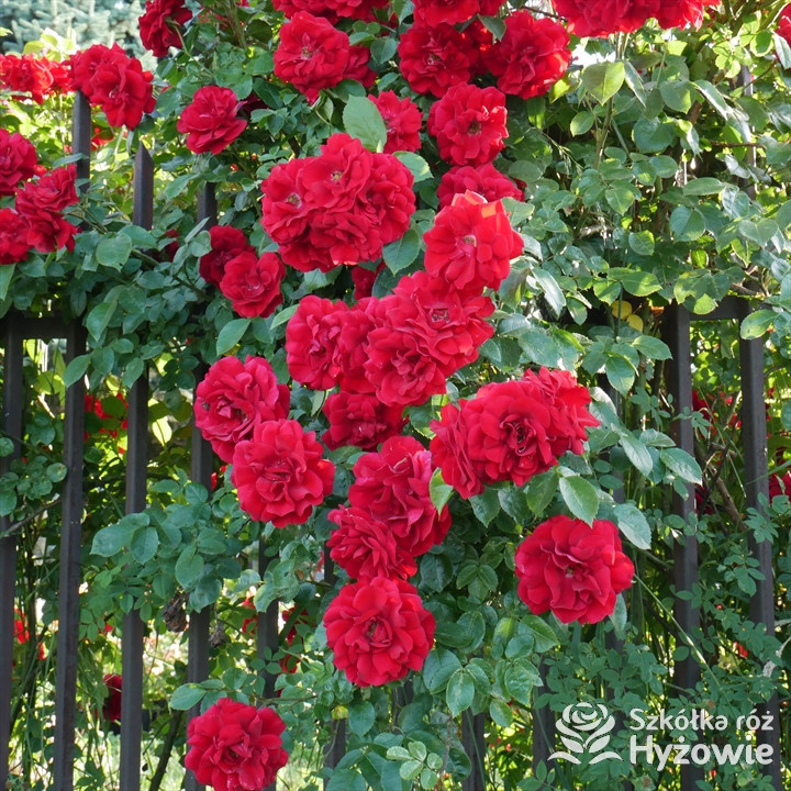 Róża pnąca czerwona Amadeus® | Szkółka Róż Hyżowie | Kordes Rosen