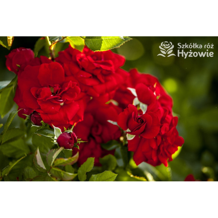 Amadeus® - Róże Pnące -  Amadeus® - Róże Pnące -