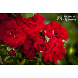 Amadeus® - Róże Pnące -  Amadeus® - Róże Pnące -