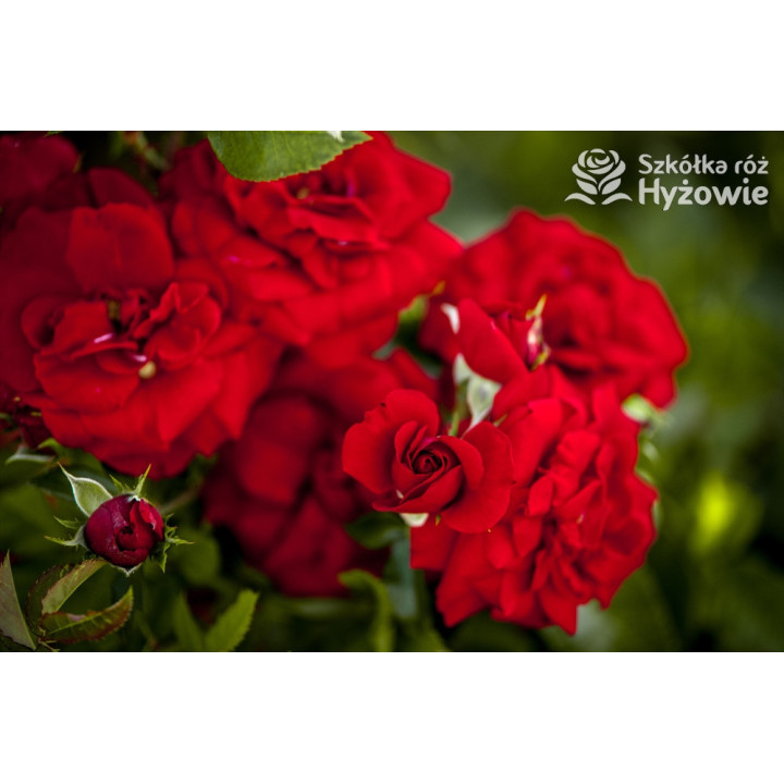 Amadeus® - Róże Pnące -  Amadeus® - Róże Pnące -