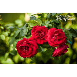 Amadeus® - Róże Pnące -  Amadeus® - Róże Pnące -