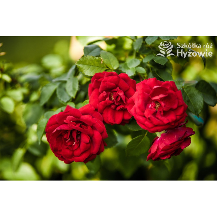 Amadeus® - Róże Pnące -  Amadeus® - Róże Pnące -