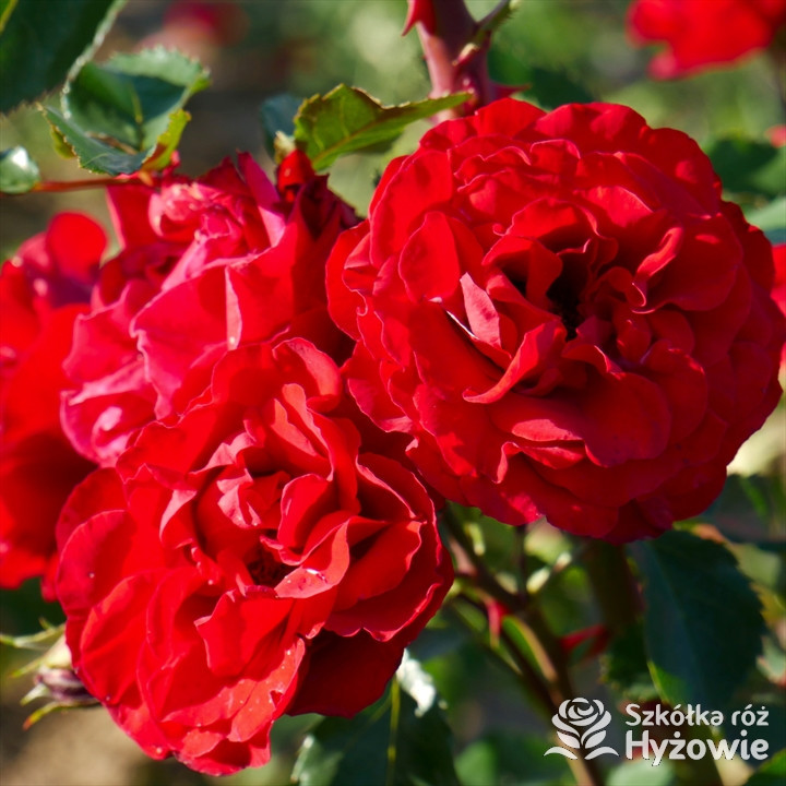 Róża pnąca Crazy in Love Red™ | Szkółka Róż Hyżowie | Roses Forever