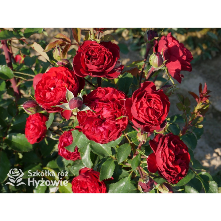 Crazy in Love Red™ - Róże Pnące - 