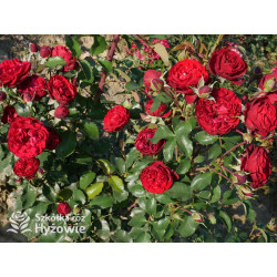 Crazy in Love Red™ - Róże Pnące - 