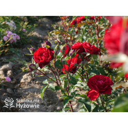 Crazy in Love Red™ - Róże Pnące - 