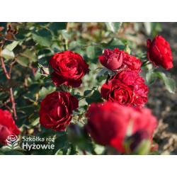 Crazy in Love Red™ - Róże Pnące - 