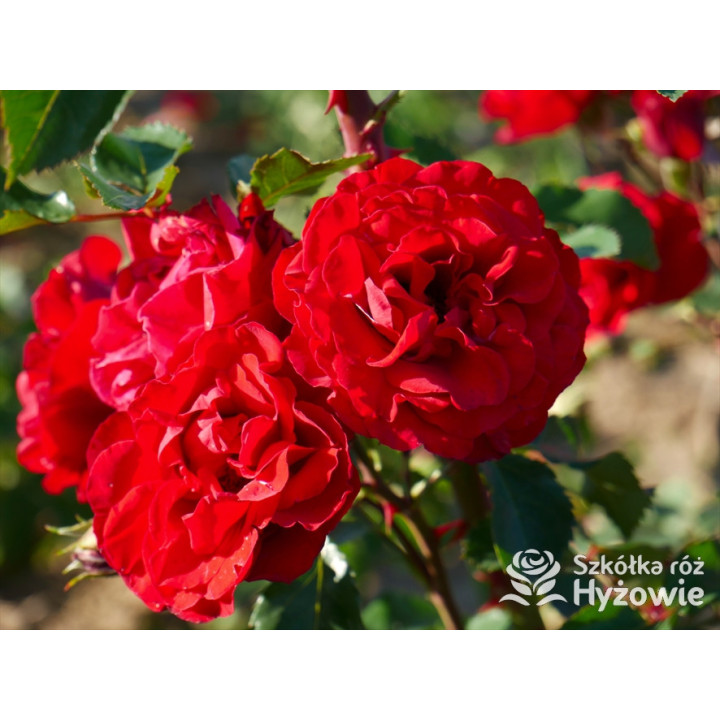 Crazy in Love Red™ - Róże Pnące - 