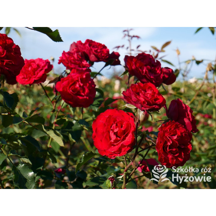 Crazy in Love Red™ - Róże Pnące - 