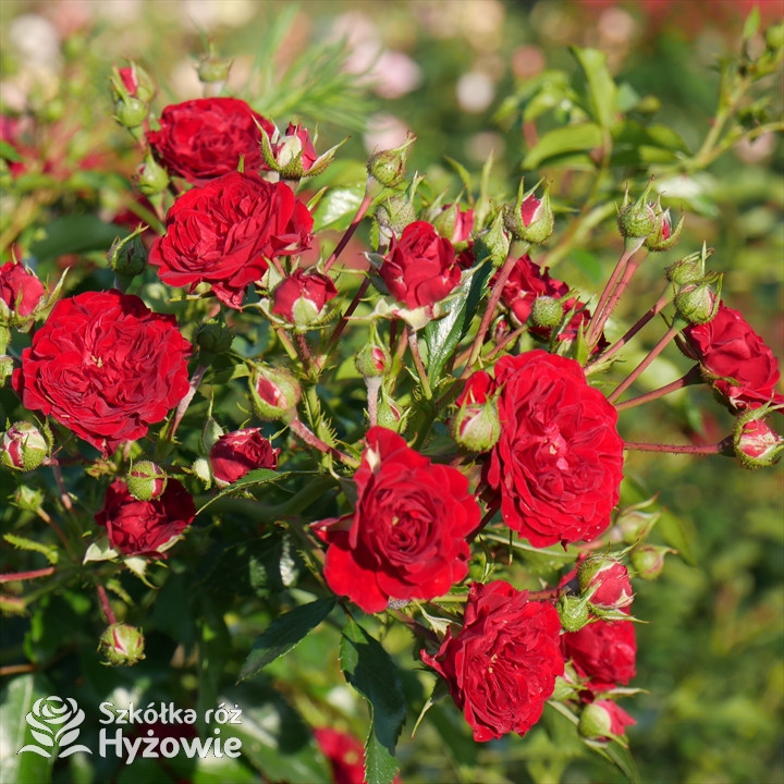 Róża pnąca Crimson Siluetta® | Szkółka Róż Hyżowie | Kordes Rosen