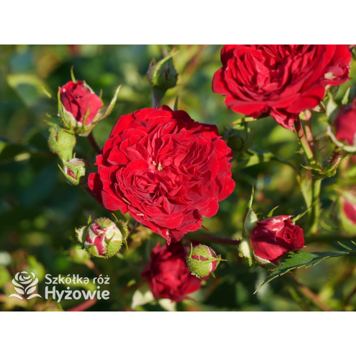 Crimson Siluetta® - Róże Pnące - 