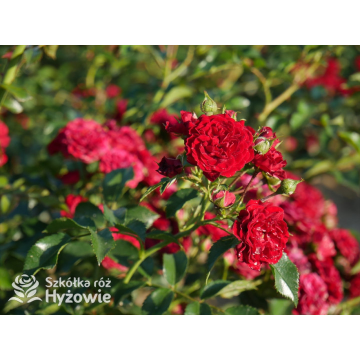 Crimson Siluetta® - Róże Pnące - 