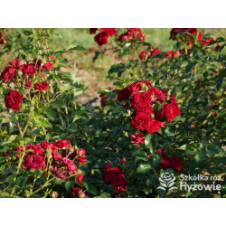 Crimson Siluetta® - Róże Pnące - 