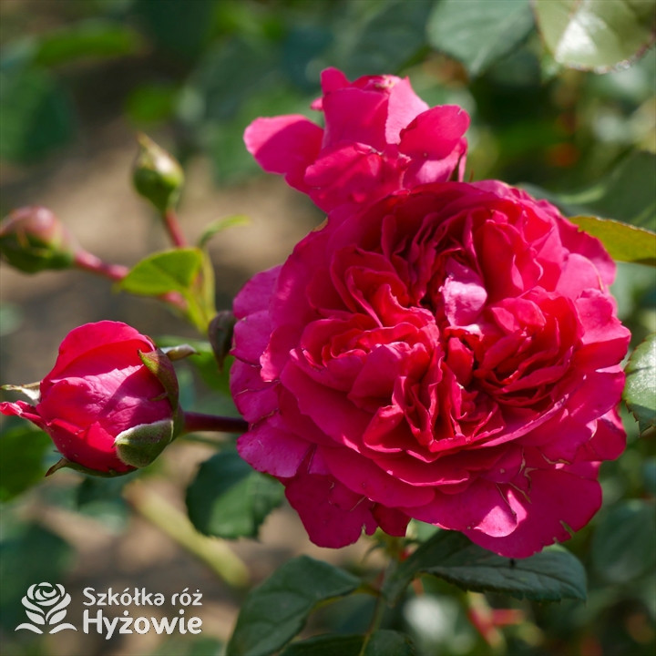 Róża pnąca malinowa Deep Love® | Szkółka Róż Hyżowie | Rosen Tantau