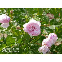 Divina® - Róże silnie pachnące -  Divina® - Róże silnie pachnące -